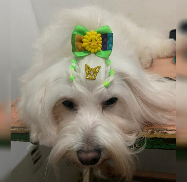 Cachorro 8